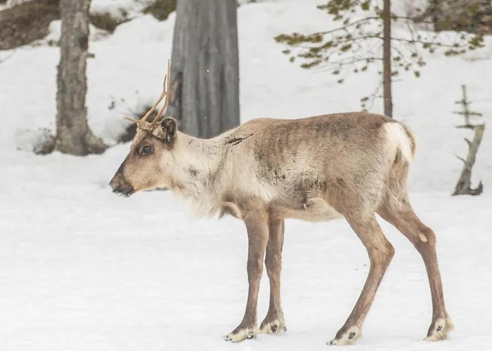 River Camping Camping